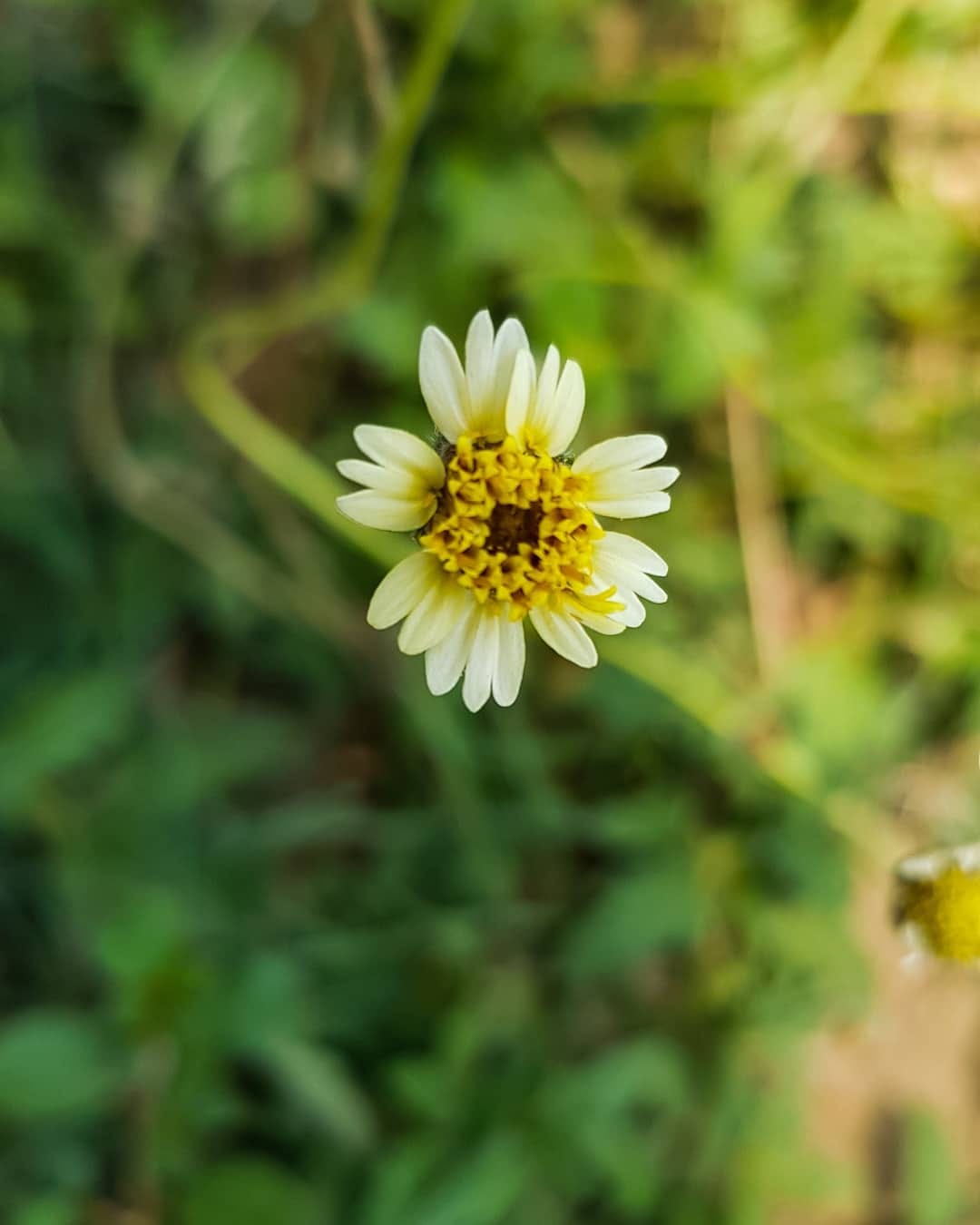 Insignificant Beauty