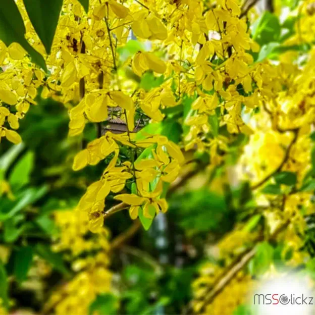 കാരാഗ്രഹത്തിലെ വിഷു